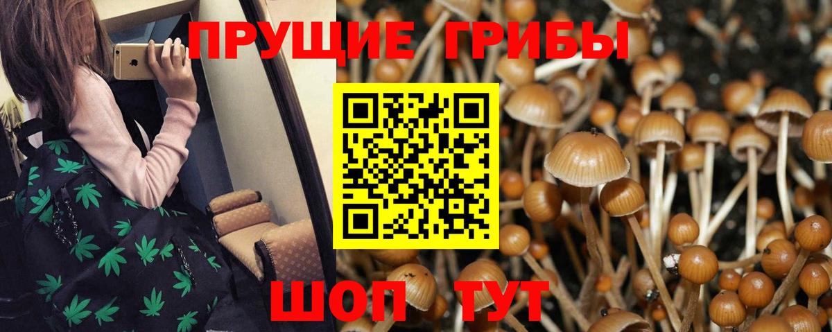 Галлюциногенные грибы Psilocybe Новоалтайск